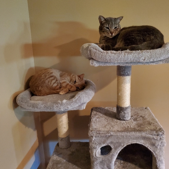 Meet your Posher, Jesse - Picture 2 of 2